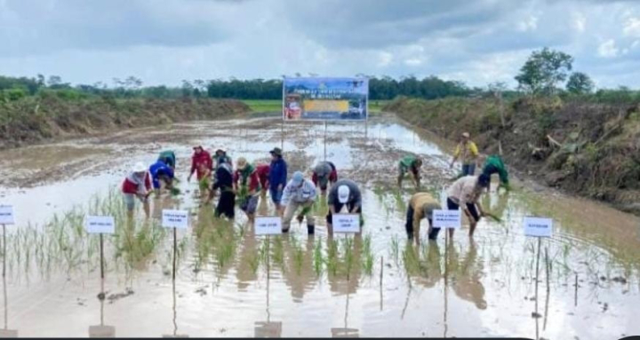 Kementan Pacu Gerakan Tanam Serentak 50 Ribu Hektare di 25 Provinsi