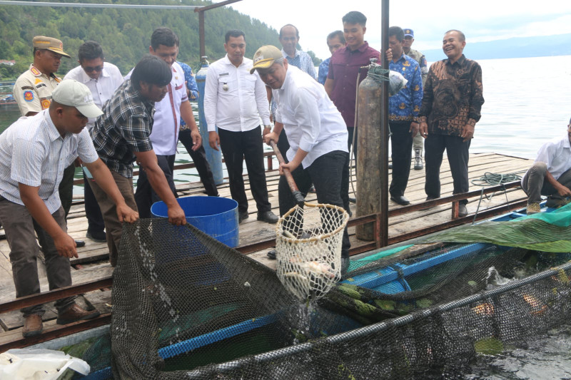 Wabup Taput Pimpin Panen Raya Ikan Nila BUMDes Saurdot, Dorong Efisiensi Produksi