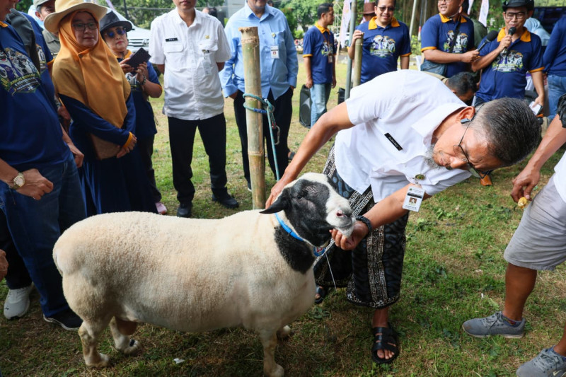 Pemprov Jateng Pastikan Kesehatan Hewan Kurban Idul Adha 2026, Populasi Ternak Diproyeksikan Surplus