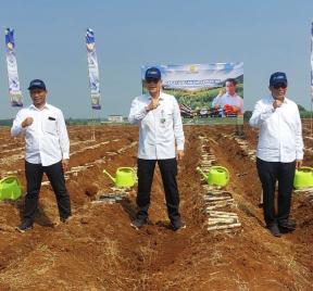 Gerakan Tanam Serentak Perkebunan Digelar di 30 Kabupaten, Subang Jadi Pusat Kegiatan