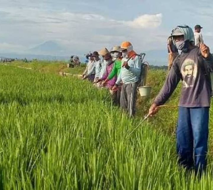 Kementan dan Pemkab Kendal Gelar Gerdal Tikus, Jaga Produksi Pangan Nasional