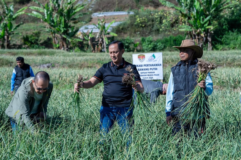 Satgas Pangan Polri Kembangkan Budidaya Bawang Putih Sembalun untuk Perkuat Swasembada Pangan Nasional