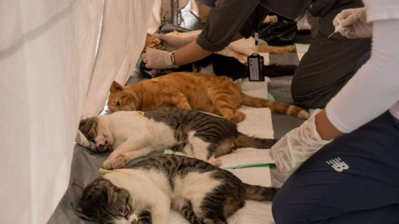 Pemko Bandung Gelar Vaksinasi Rabies Gratis Lewat Gerakan Bangsawan