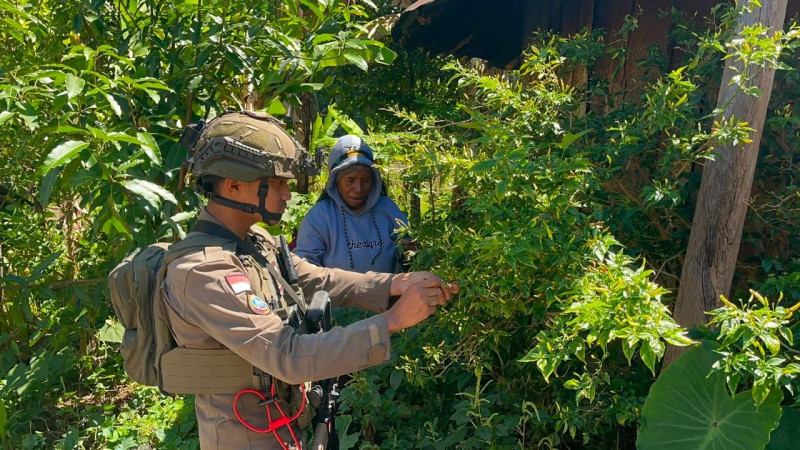 Satgas Damai Cartenz Perkuat Pendekatan Humanis di Puncak Jaya, Polisi Bantu Warga di Kebun