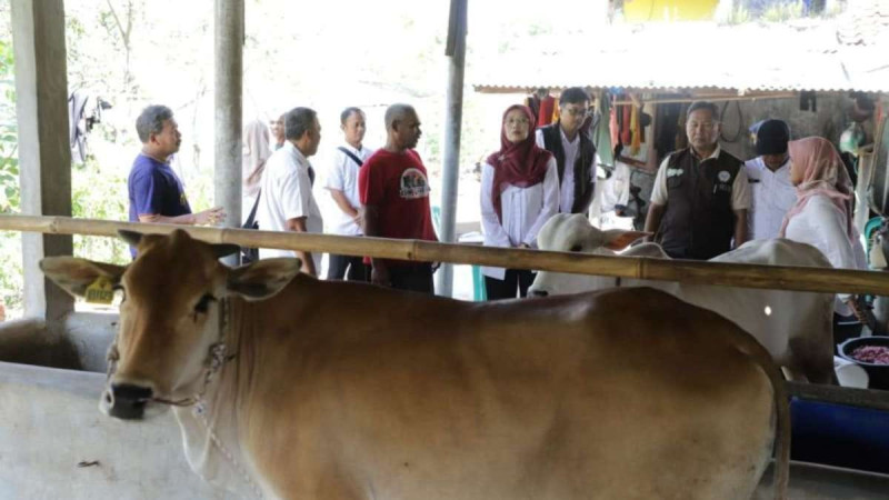 Pemprov Jabar Salurkan 24 Bibit Sapi untuk Perkuat Peternakan Rakyat
