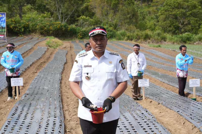 Bupati Toba Dorong Pengembangan Bawang Putih untuk Perkuat Ketahanan Pangan