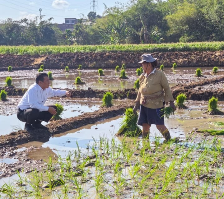Mentan Amran Beri Hadiah Traktor untuk Kelompok Tani Saat Sidak di Sawah Semarang