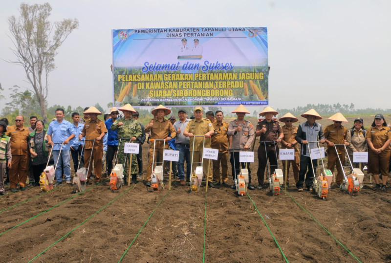 Bupati Taput Dorong Modernisasi Pertanian, Tanam Jagung 10 Hektare di Sijaba