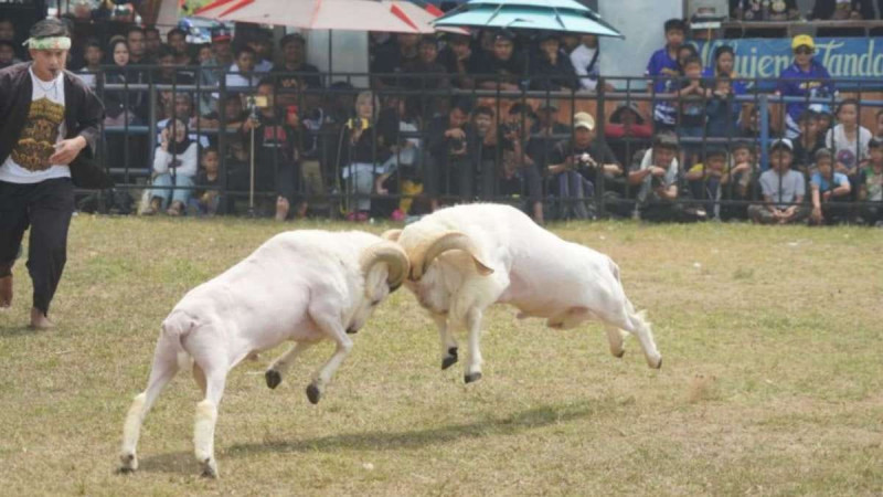 Grand Final SKDG Liga Garut 2026 Jadi Ajang Pelestarian Budaya dan Penggerak Ekonomi Peternak