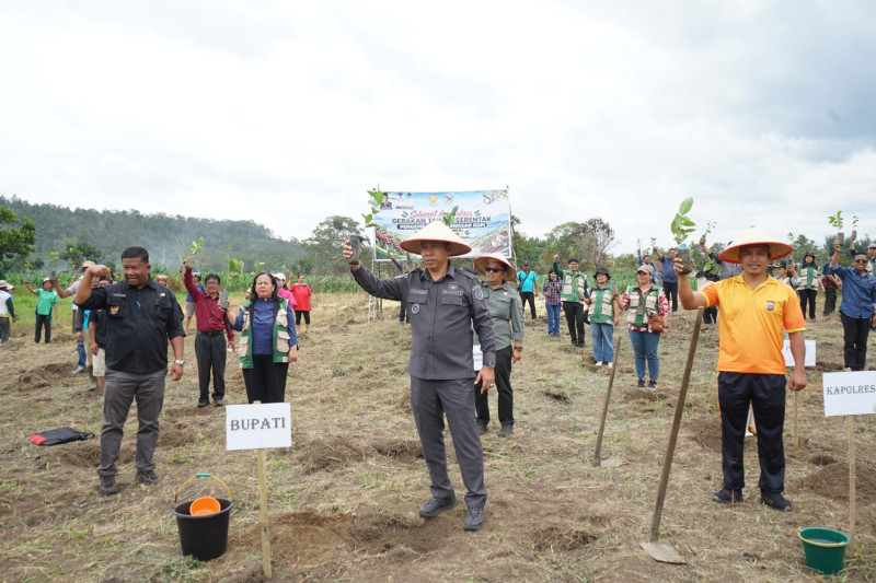 Pemkab Taput Tanam Serentak 2,2 Juta Bibit Kopi Arabika