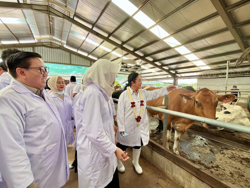 Pemerintah Targetkan Tambah 600 Ribu Sapi Perah hingga 2029