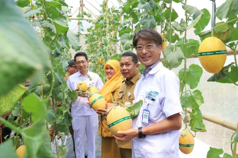 Green House Melon Premium di Bekasi Panen Perdana, Hasilkan 160 Buah